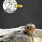 فرخ كوكتيل