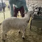 خروف