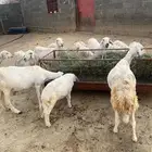 غنم العدد 35 تحتها 20