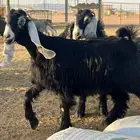 مراح جفرات عوارض للبيع 54 ( مبيوعه خارج الموقع)