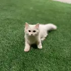 قطة للبيع