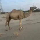 بعير حر للبيع