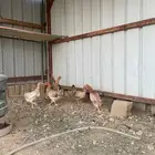 دجاج بياض