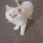 قط للتنازل