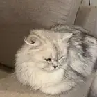 قطه للتبني