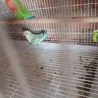 جوز روز منتج