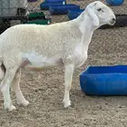 فحل حري صنف الصنف