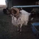 للبيع خروف فحل في شمال الزلفي
