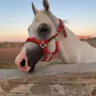 حصان اصفر واهو