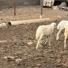 للبيع نعجة وبنتها