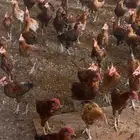 ديوك بلدي اعمار 6 اشهر