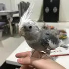 ببغاء كراون