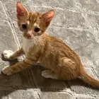 قط كيتن للتبني