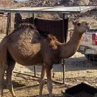 قعود للبيع