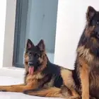 أنثى جيرمن شبر لونق هير