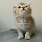 كتن انثى فولد سكوتش