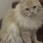 تبنى قطط