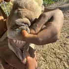 شياه سواكن