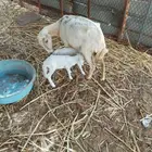 نعجة منتوج بتوأم