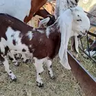 تيس هاد