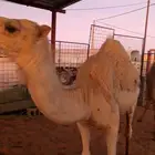 حشو للبيع
