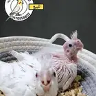 فراخ كوكتيل البينو