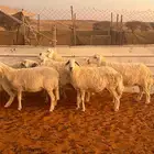 متابيع حريات ( تم البيع )