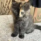 قطتين بعمر 3 اشهو