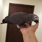 فرخ كاسكو