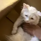 وجدنا قطة شيرازية ضايعة في الدوادمي