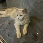 قطط مفقوده