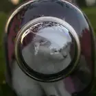 قط شيرازي ابيض للتبني