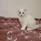 قط شيرازي