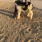 مشروع فحل نجدي صنف
