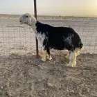 مشروع فحل نجدي صنف