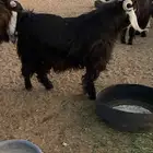 فحل عارضي