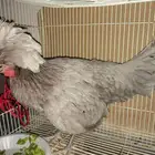 مزاد على دجاجه بولش اصل واليفه
