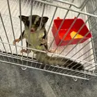 النسجاب الطائر   Sugar Glider انثى