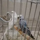 للبيع زوج بادجي معي فروخ