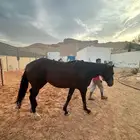 حصان انجليزي 9 سنوات هادي