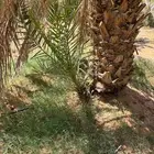 للبيع فراخه تمر خضري يوجد مكتومي
