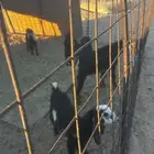 بهم مندي العدد 7