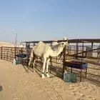 للبيع قعود طيب