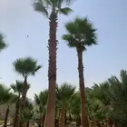 عرض مميز نخل واشنطونيا عدد2