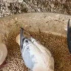 حمام للبيع