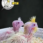 فراخ كوكتيل