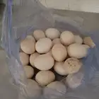 دجاج بياض