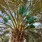 للبيع ثمرة شيشي على روس النخل