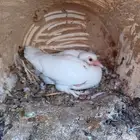 زغاليل فرنسي