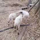 فران ورخل